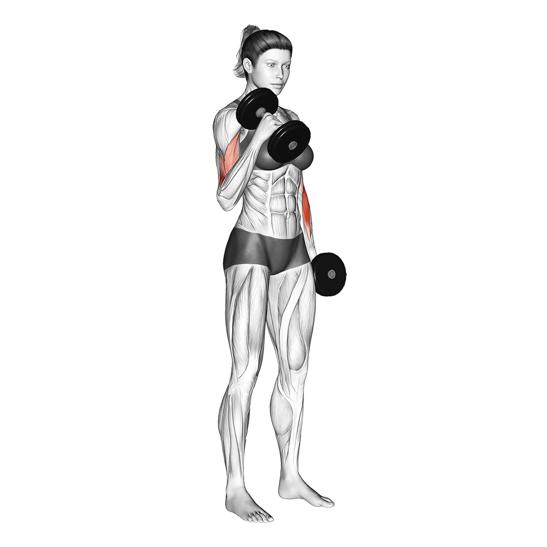 جلوبازو چکشی تناوبی (Hammer Curls) — حرکت جلوبازو (آموزش تصویری)