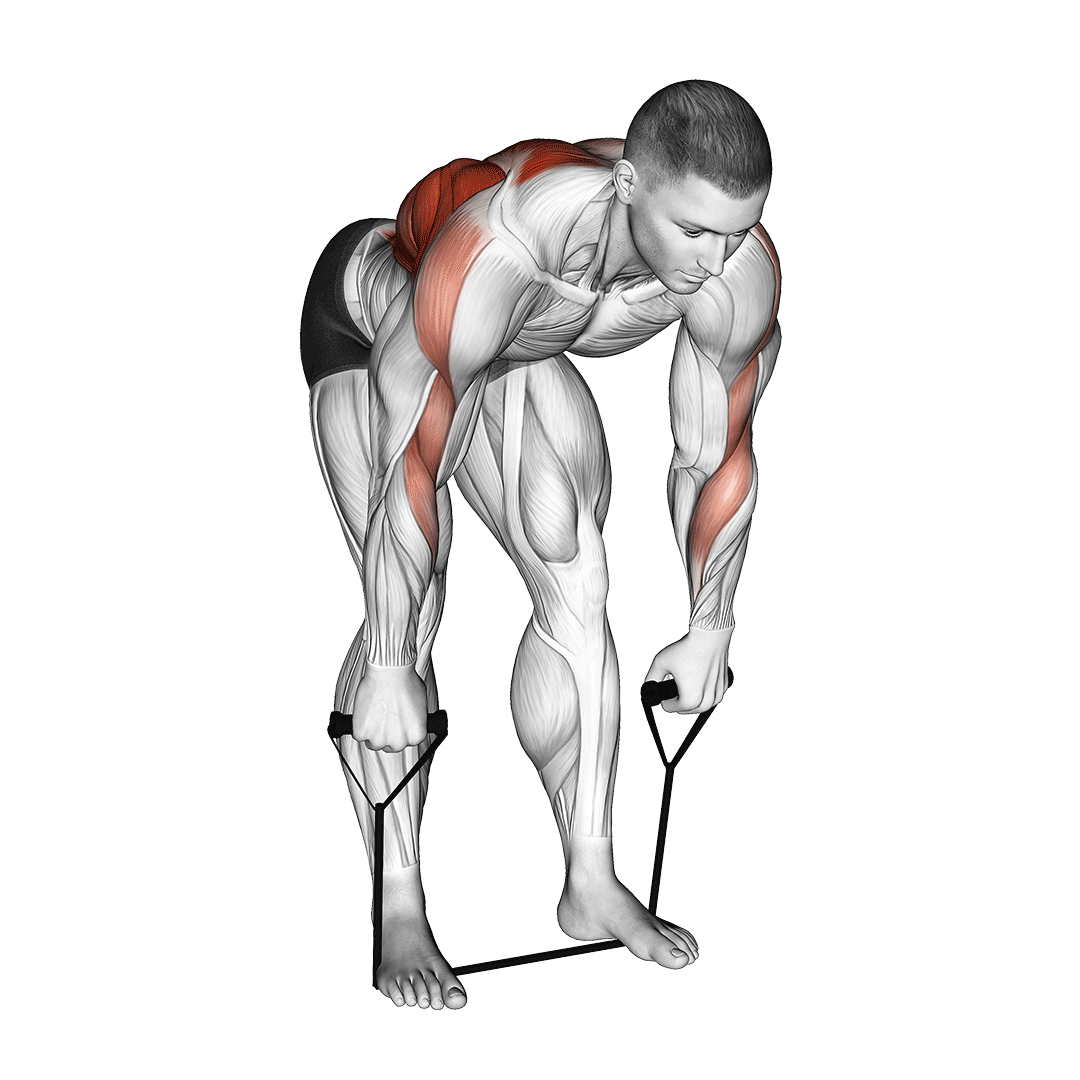 زیربغل دمبل خم دست باز با کش (Banded Wide Grip Row) — حرکت زیربغل (آموزش تصویری)