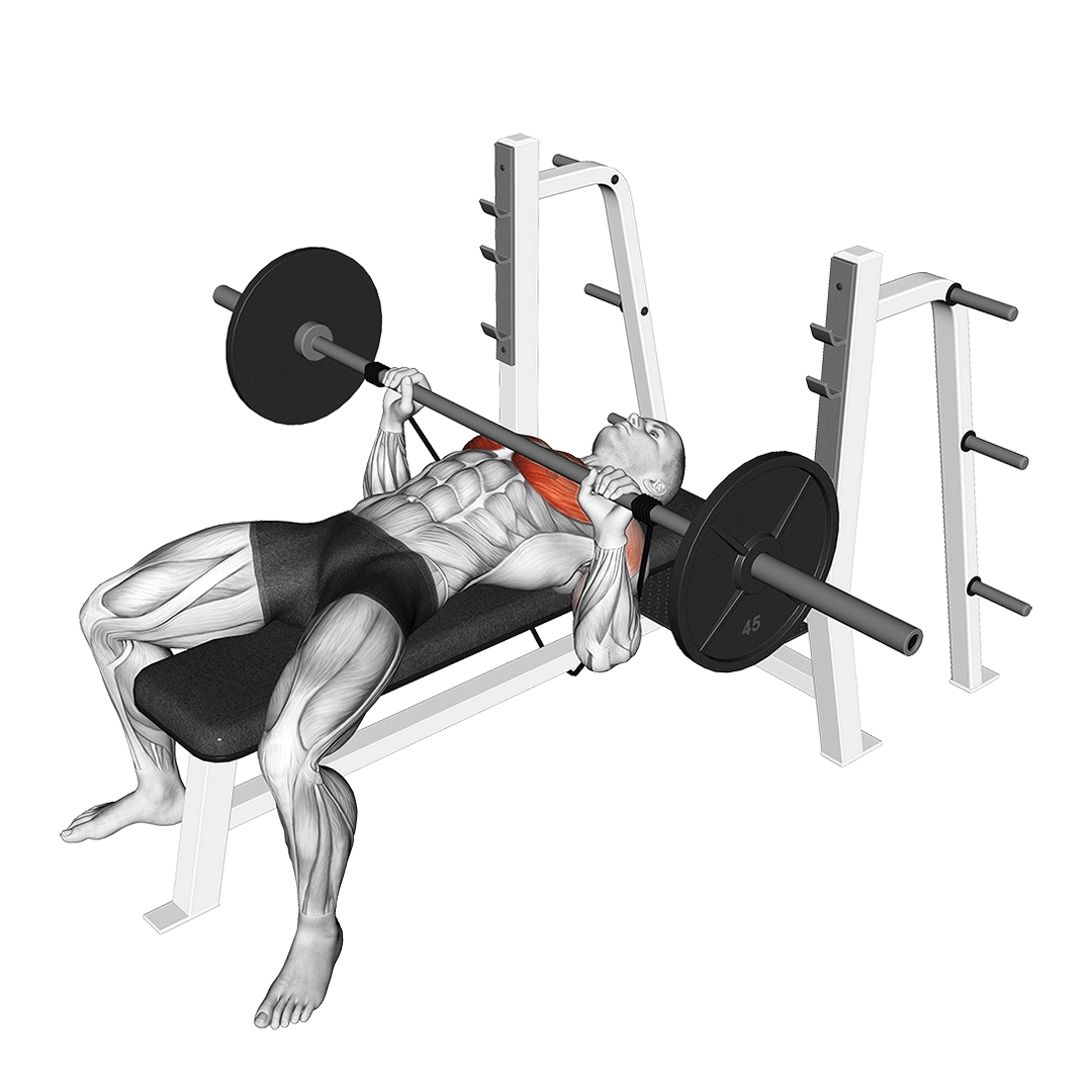 پرس سینه هالتر با کش (Barbell Banded Bench Press) — حرکت سینه (آموزش تصویری)