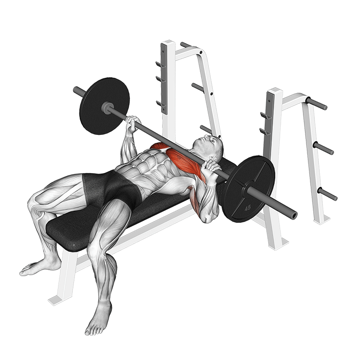 پرس سینه هالتر (Barbell Bench Press) — حرکت سینه (آموزش تصویری)