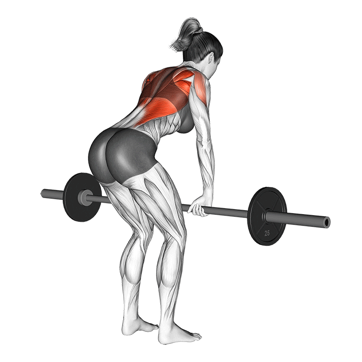 زیربغل هالتر خم (Bent Over Row) — حرکت زیربغل (آموزش تصویری)