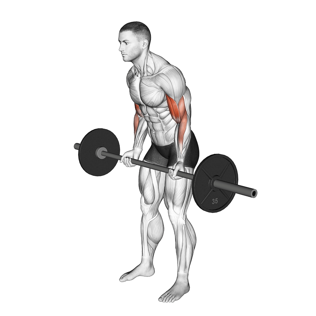 جلوبازو هالتر چک (Barbell Cheat Curl) — حرکت جلوبازو (آموزش تصویری)
