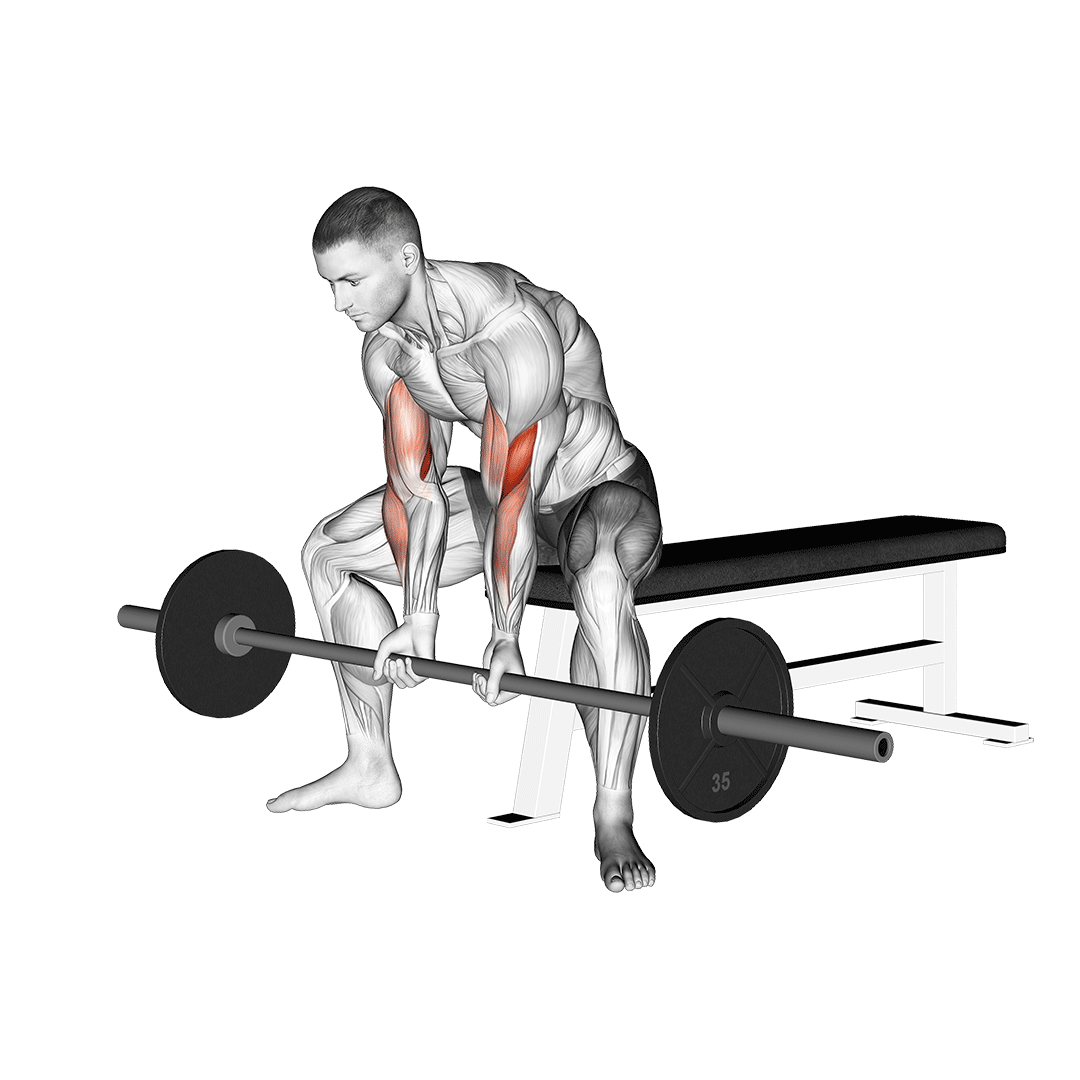 جلوبازو تمرکزی هالتر (Barbell Concentration Curls) — حرکت جلوبازو (آموزش تصویری)