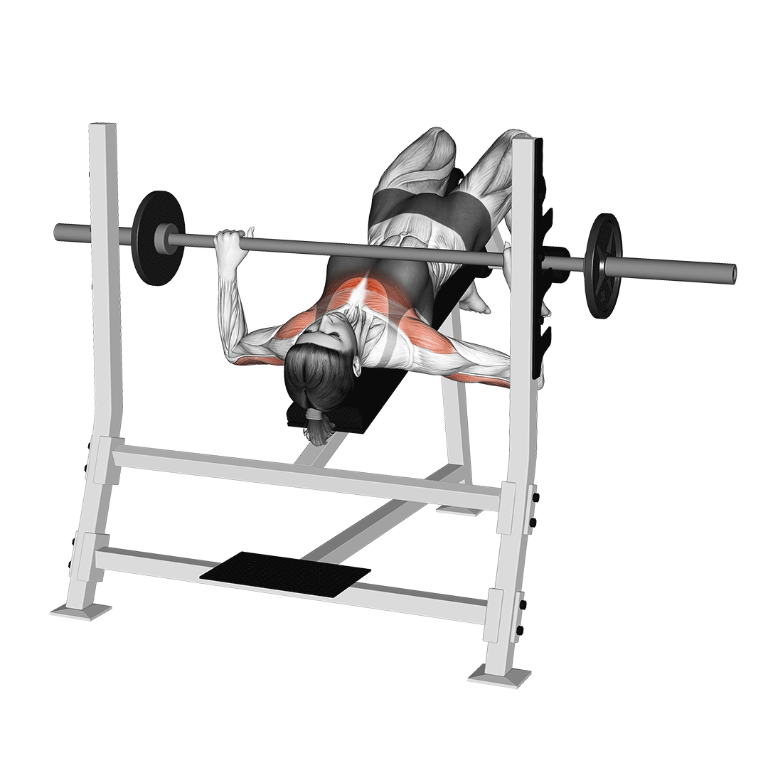 پرس سینه زیرسینه (Decline Bench Press) — حرکت سینه (آموزش تصویری)