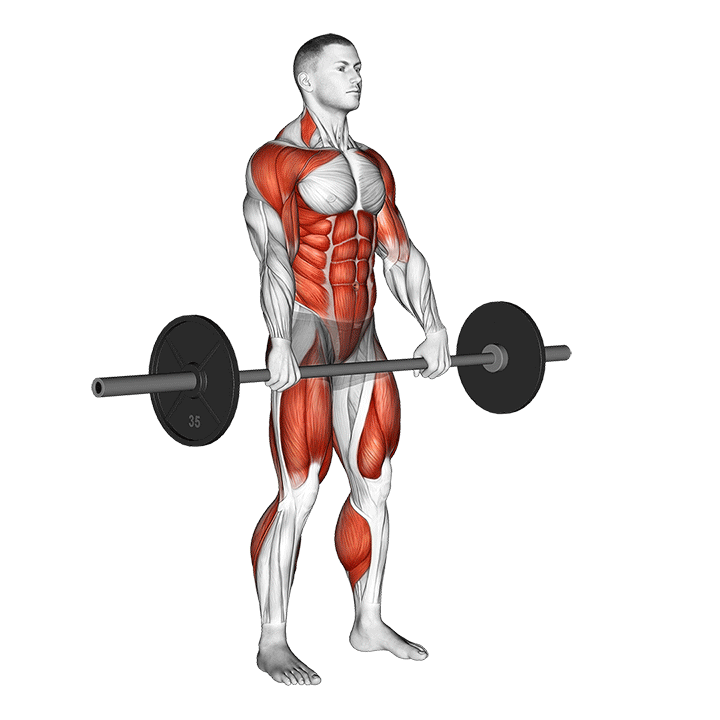 کلین از آویزان (Barbell Hang Clean Muscles) — حرکت کل بدن (آموزش تصویری)