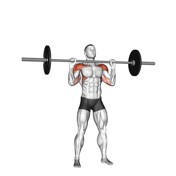 پرس سرشانه هالتر (Overhead Press) — حرکت سرشانه (آموزش تصویری)