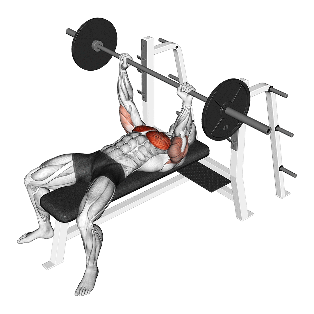 پرس سینه مکث‌دار (Barbell Pause Bench) — حرکت سینه (آموزش تصویری)