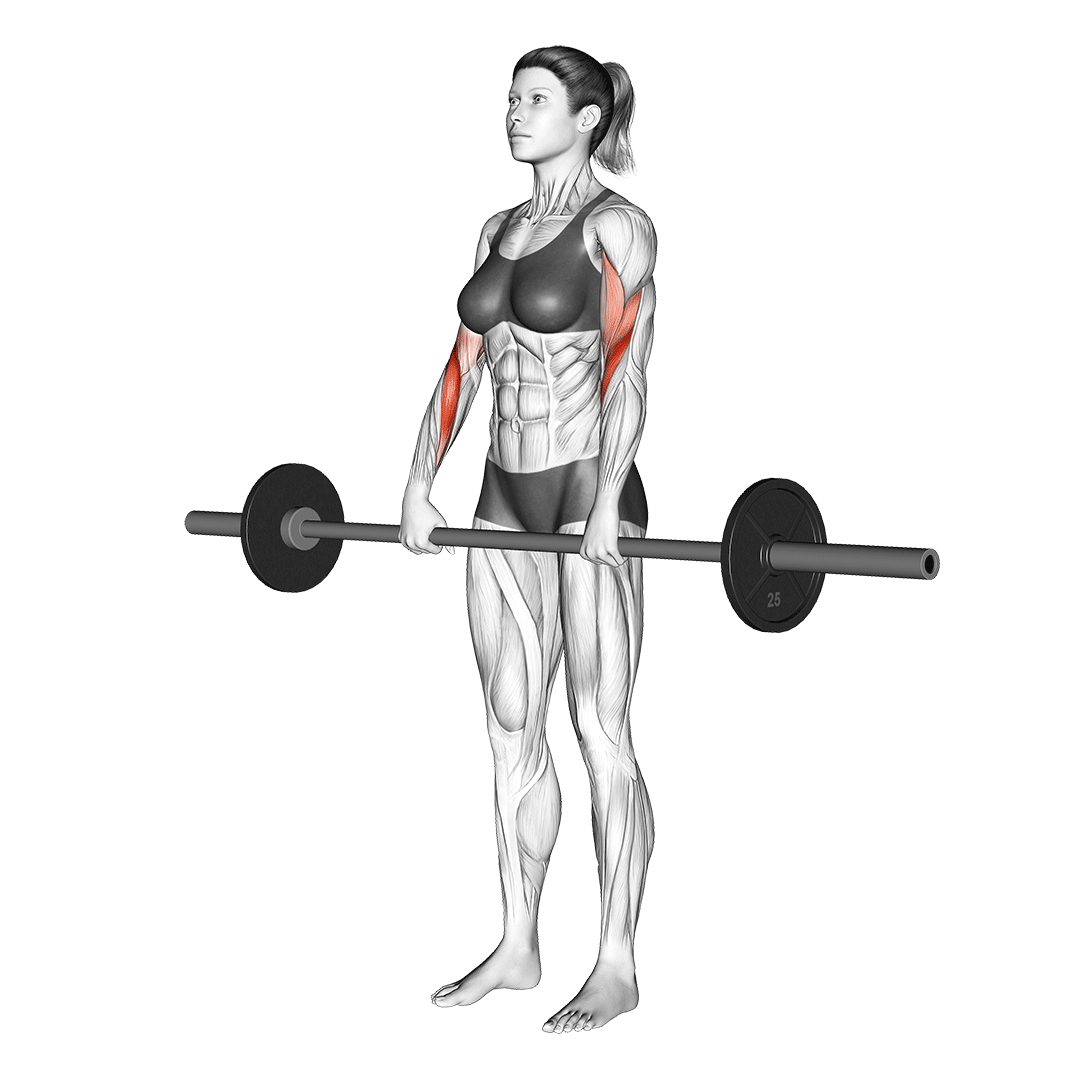 جلوبازو هالتر معکوس (Reverse Curl) — حرکت جلوبازو (آموزش تصویری)