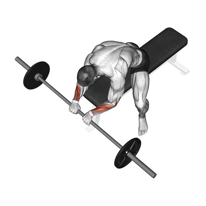 ساعد هالتر معکوس (Barbell Reverse Wrist Curl) — حرکت ساعد (آموزش تصویری)
