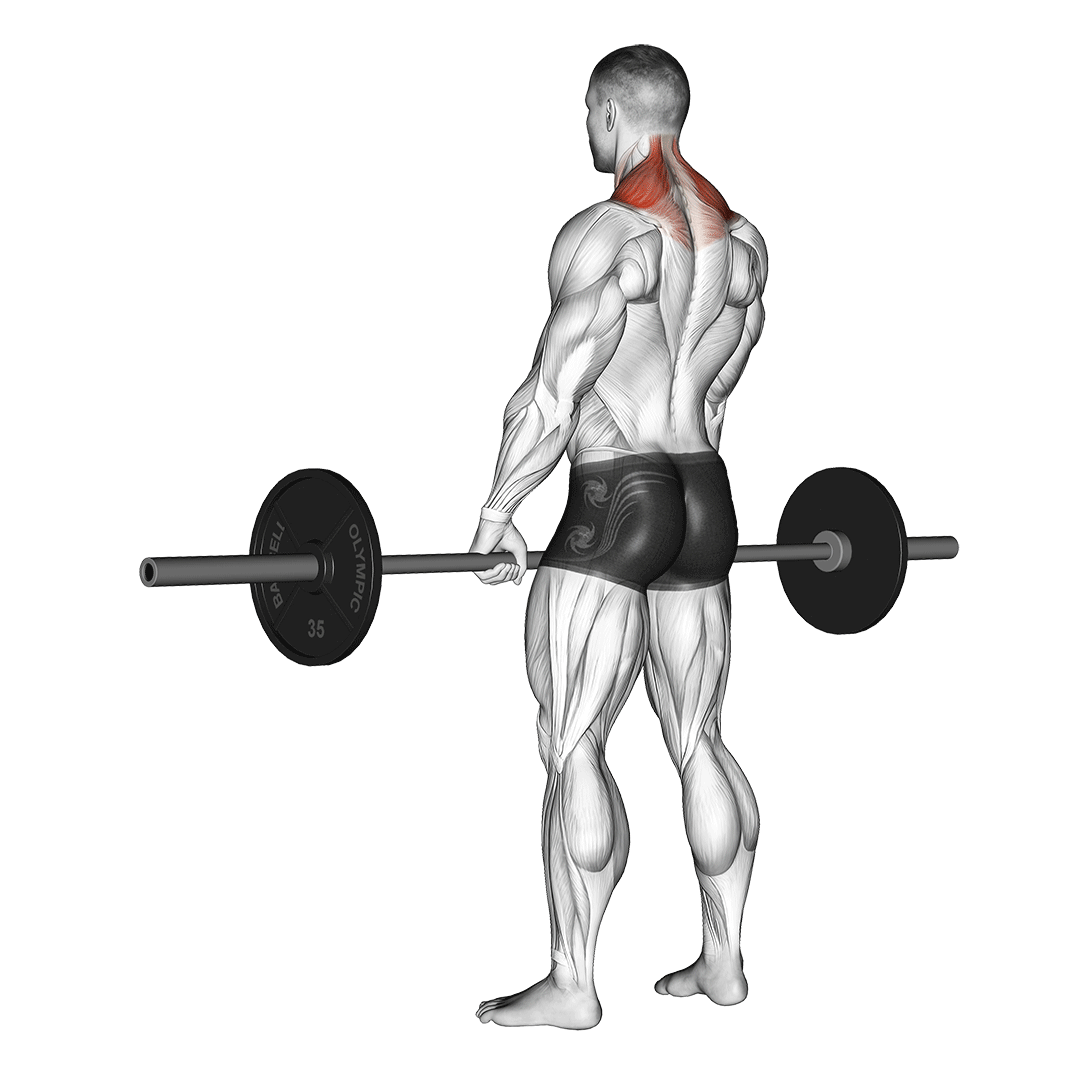 شراگ هالتر (Barbell Shrug Muscles) — حرکت سرشانه (آموزش تصویری)