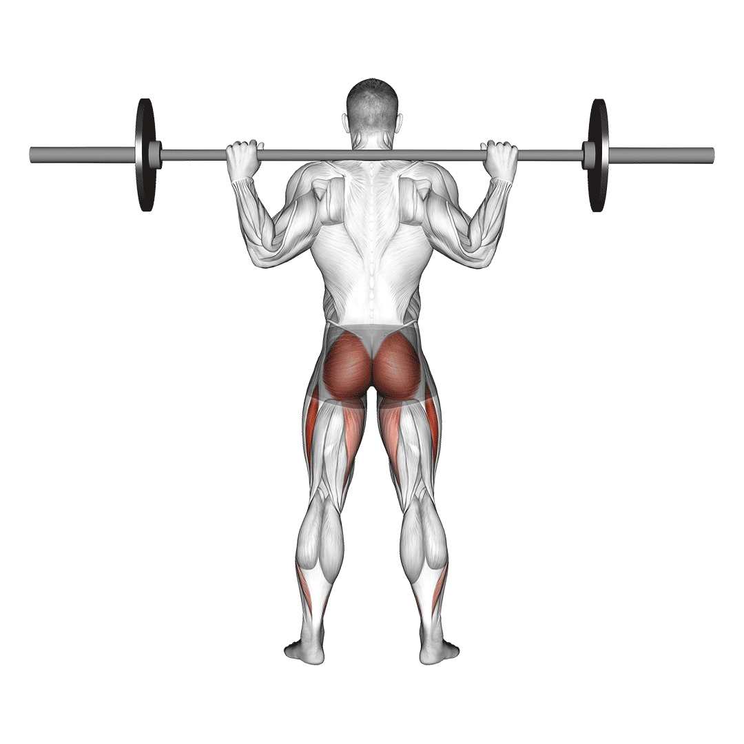 اسکوات هالتر (Back Squat) — حرکت چهارسر ران (آموزش تصویری)