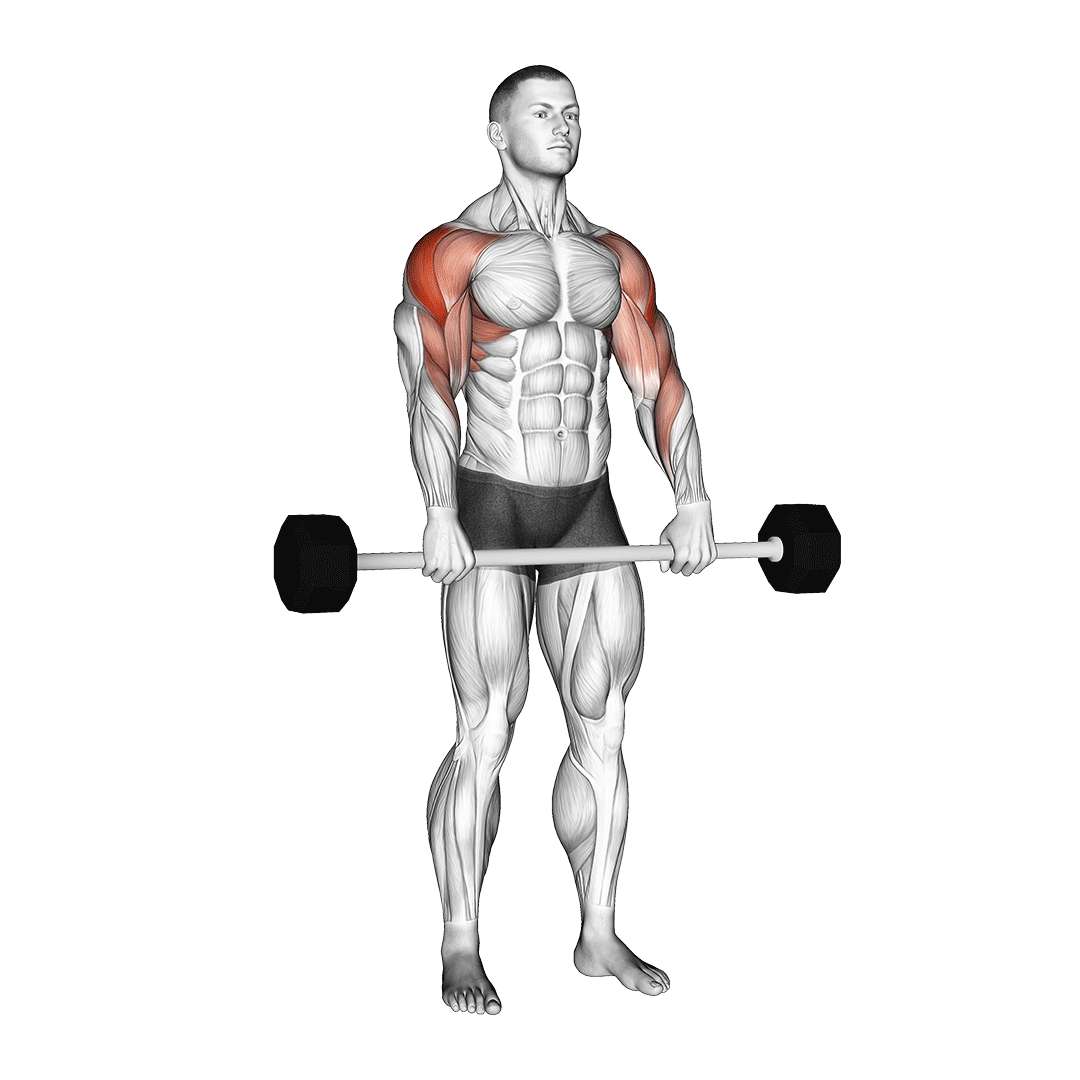 نشر خم هالتر (Barbell Upright Row) — حرکت سرشانه (آموزش تصویری)