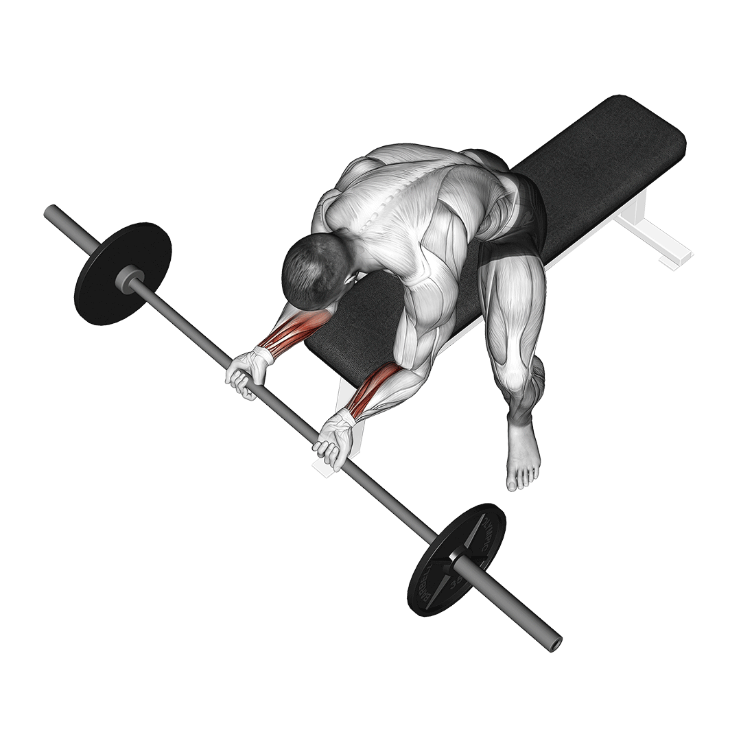 ساعد هالتر (Barbell Wrist Curl) — حرکت ساعد (آموزش تصویری)