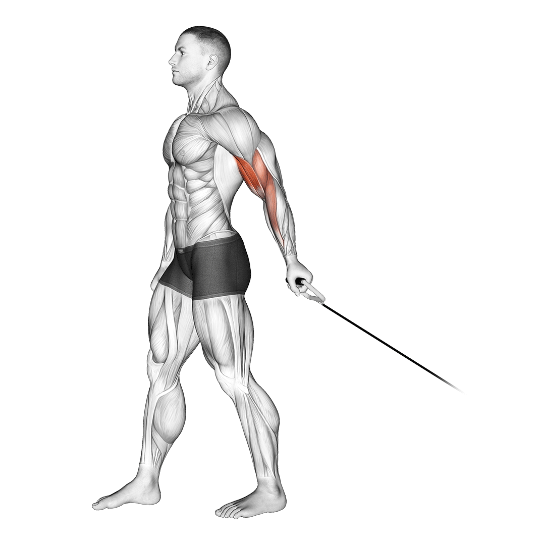 جلوبازو سیمکش از پشت (Bayesian Curl) — حرکت جلوبازو (آموزش تصویری)