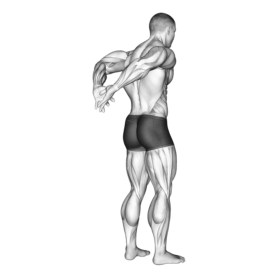 کشش جلوبازو از پشت (Behind The Back Biceps Stretches) — حرکت جلوبازو (آموزش تصویری)