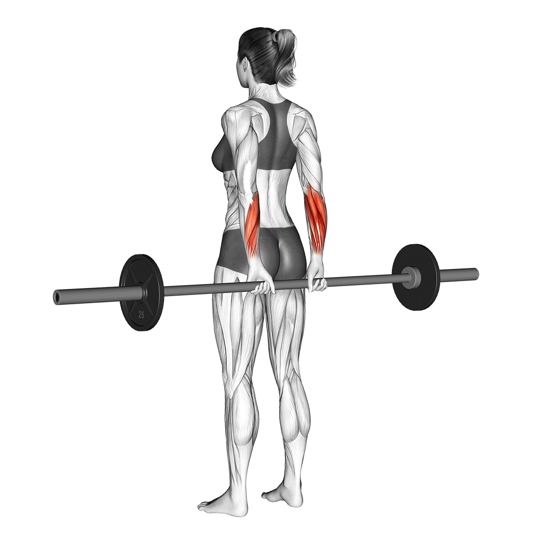 جلو بازو مچ از پشت (Behind The Back Wrist Curl) — حرکت ساعد (آموزش تصویری)