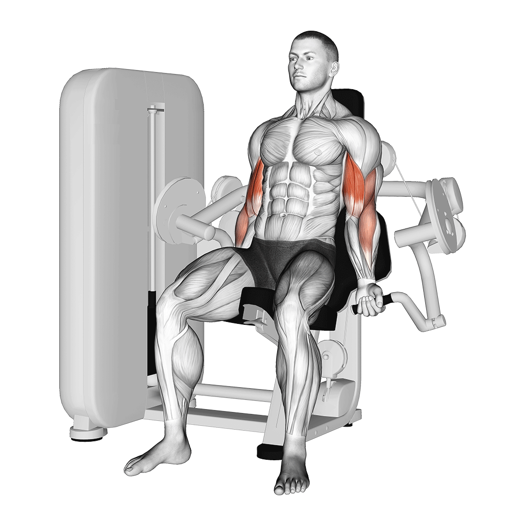 جلوبازو دستگاه (Bicep Curl Machine) — حرکت جلوبازو (آموزش تصویری)
