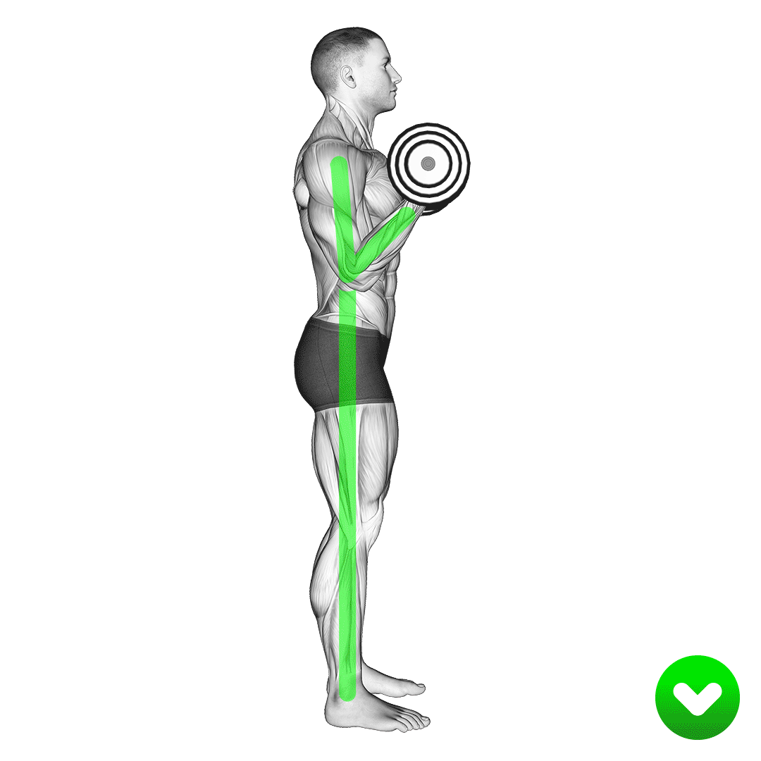جلوبازو هالتر با ضربه (Biceps Curl Jerking Weight) — حرکت جلوبازو (آموزش تصویری)