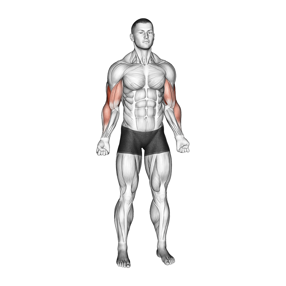 جلوبازو با وزن بدن (Bodyweight Bicep Curl) — حرکت جلوبازو (آموزش تصویری)