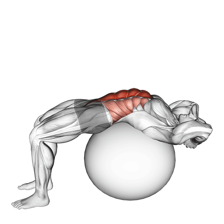 کرانچ روی بوسوبال (Bosu Ball Crunch) — حرکت شکم (آموزش تصویری)
