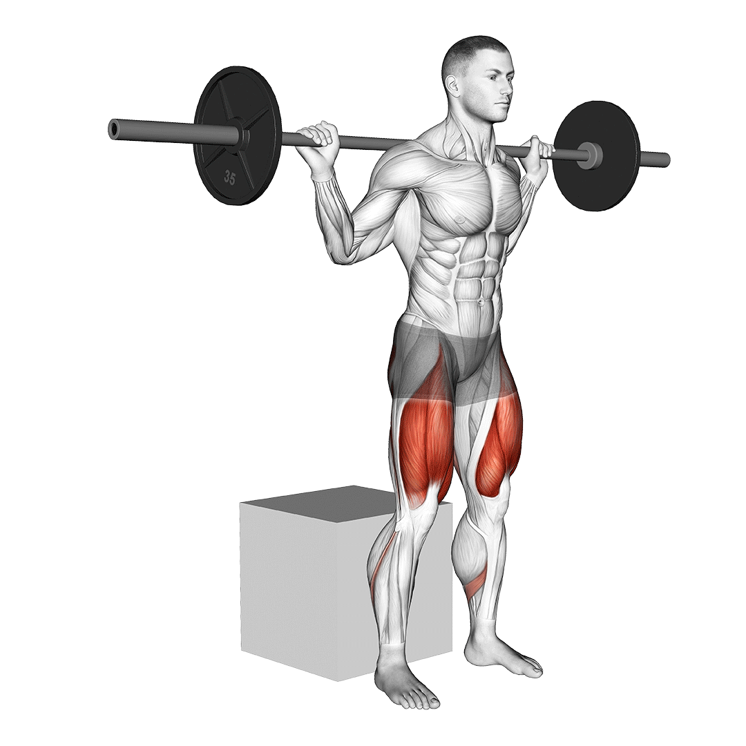 اسکوات روی جعبه (Box Squat) — حرکت باسن (آموزش تصویری)