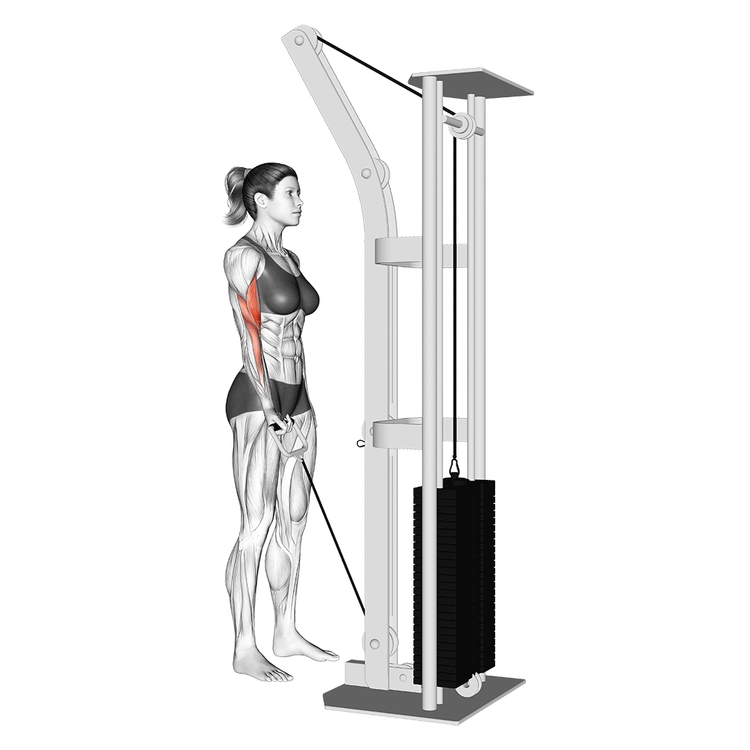جلوبازو تکدست سیمکش (One Arm Cable Curl) — حرکت جلوبازو (آموزش تصویری)
