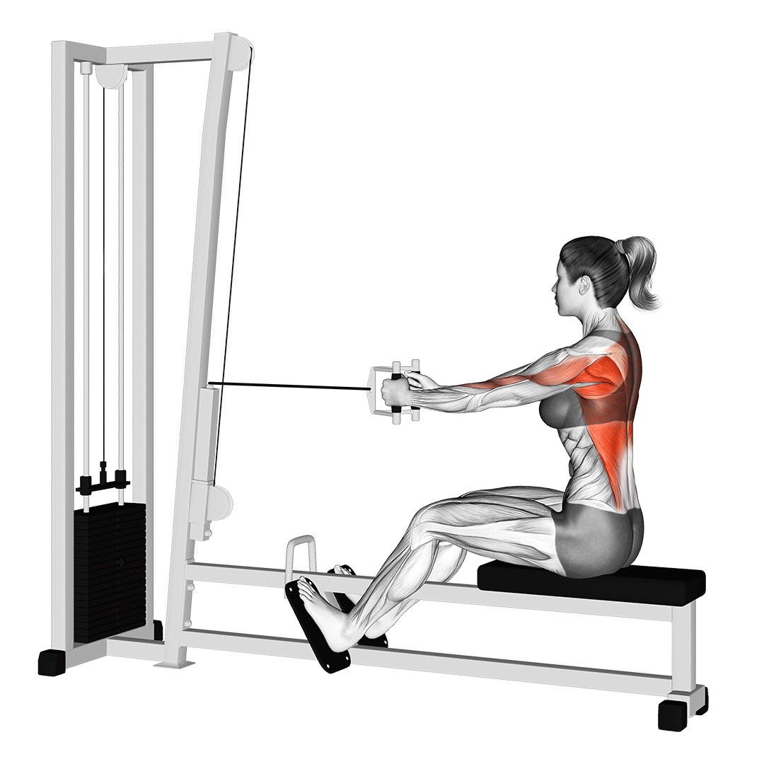 زیربغل قایقی نشسته (Seated Cable Row) — حرکت زیربغل (آموزش تصویری)