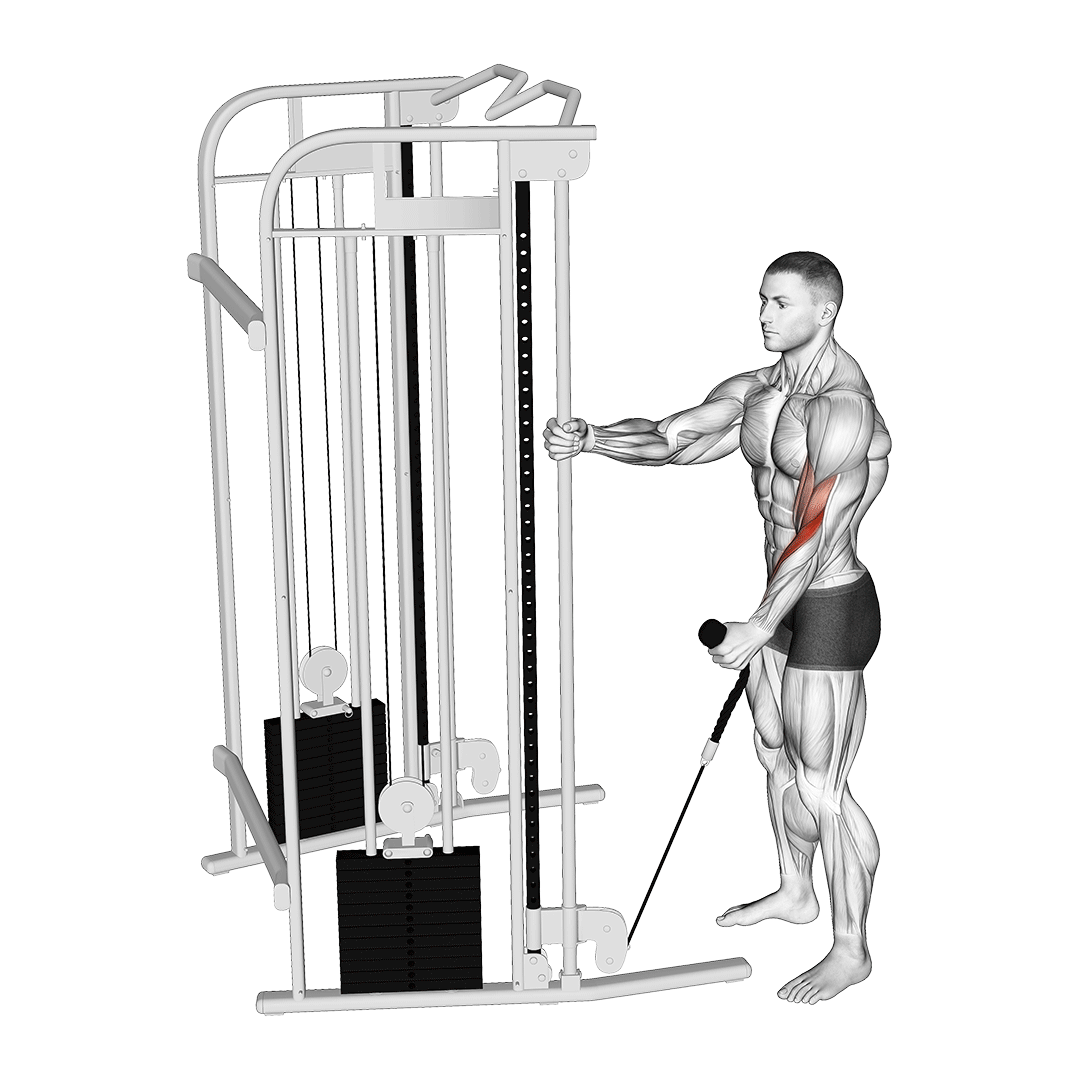 جلوبازو چکشی سیم‌کش تک‌دست (Cable Single Arm Hammer Curl) — حرکت جلوبازو (آموزش تصویری)