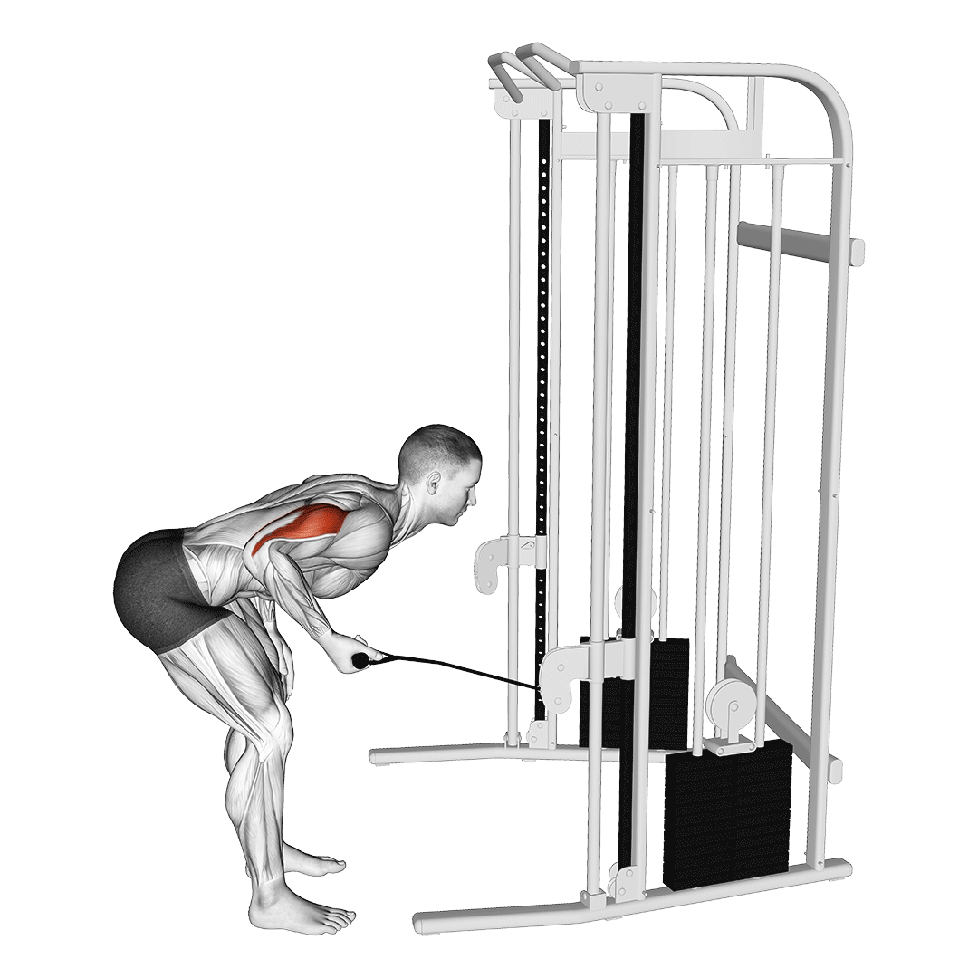 پشتبازو کیکبک سیمکش (Cable Tricep Kickback) — حرکت پشتبازو (آموزش تصویری)