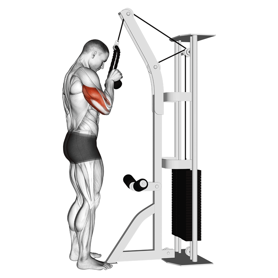 پشت‌بازو سیم‌کش میله (Tricep Pushdown) — حرکت پشت‌بازو (آموزش تصویری)