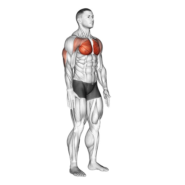 فشار سینه (Chest Squeeze) — حرکت سینه (آموزش تصویری)