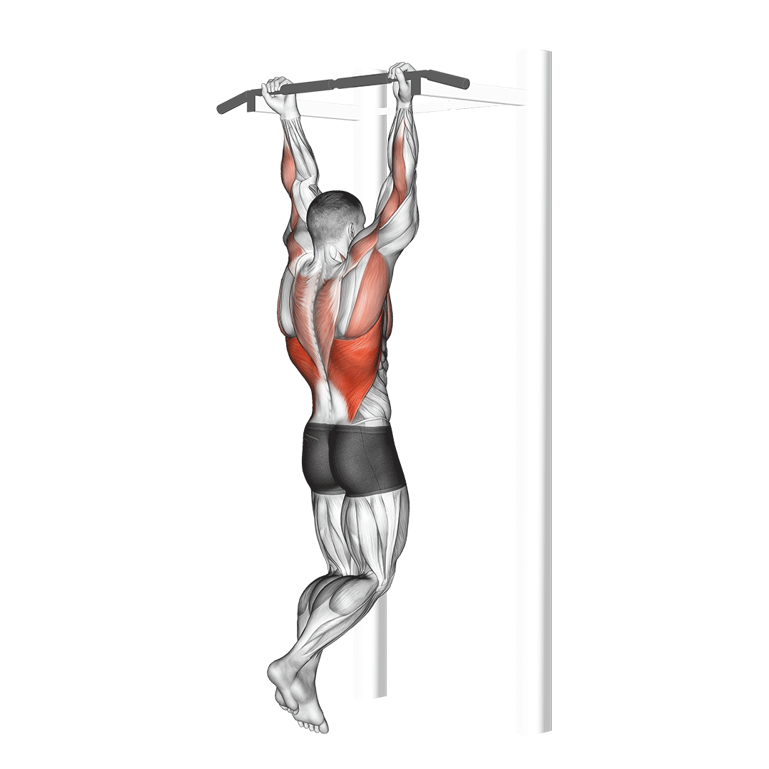 بارفیکس دست‌معکوس (Chin Ups) — حرکت زیربغل (آموزش تصویری)
