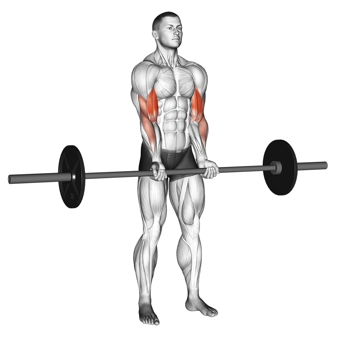 جلوبازو هالتر دست جمع (Close Grip Barbell Curl) — حرکت جلوبازو (آموزش تصویری)