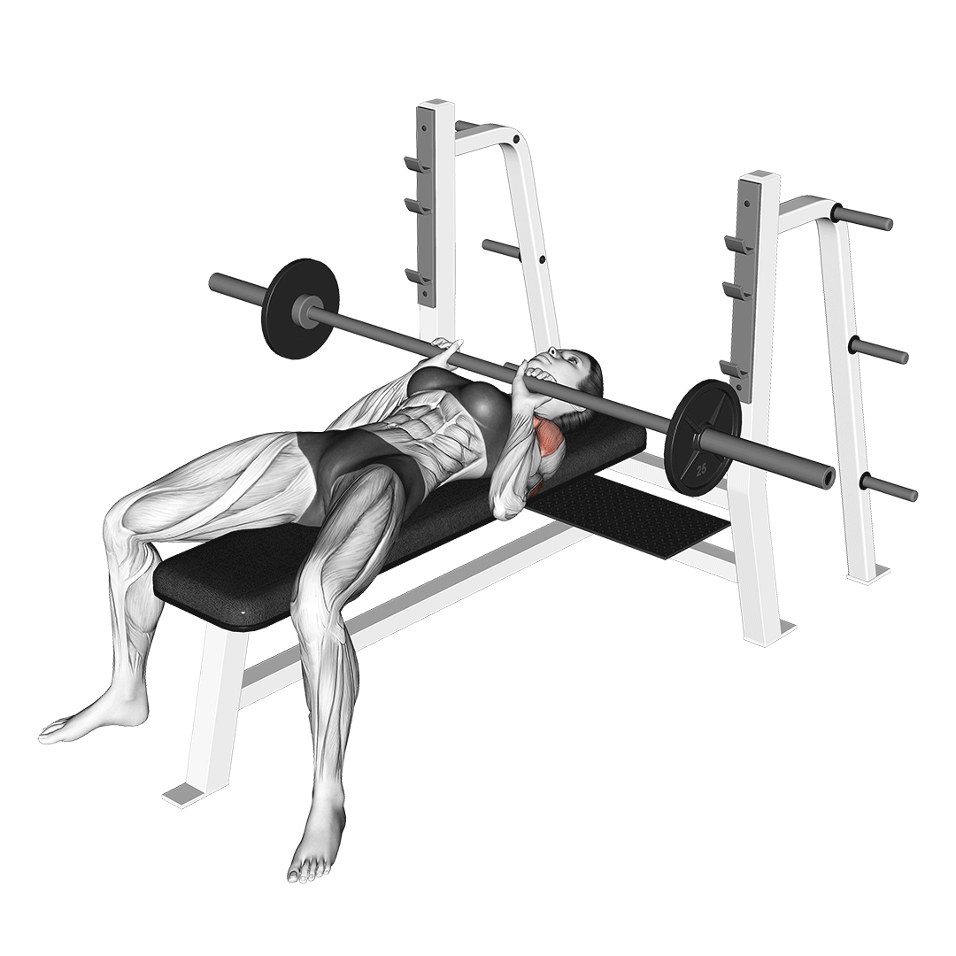 پرس سینه دست جمع (Close Grip Bench Press Movement) — حرکت پشتبازو (آموزش تصویری)