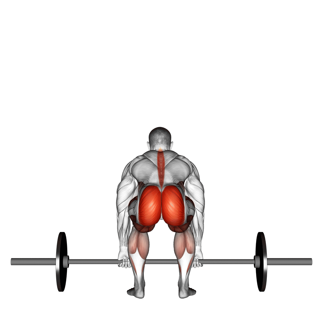 ددلیفت (نمای پشت) (Deadlift Back View) — حرکت فیله (آموزش تصویری)