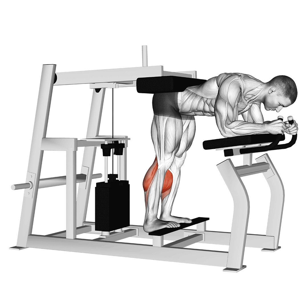 ساق پا دانکی دستگاه (Donkey Calf Raise Machine) — حرکت ساق (آموزش تصویری)