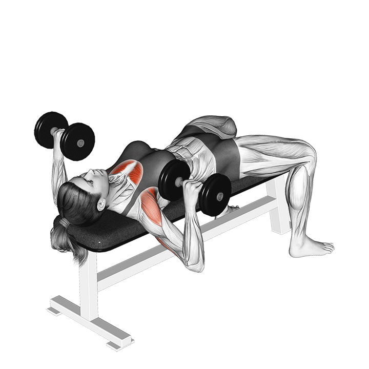 پرس سینه دمبل (Dumbbell Bench Press) — حرکت سینه (آموزش تصویری)