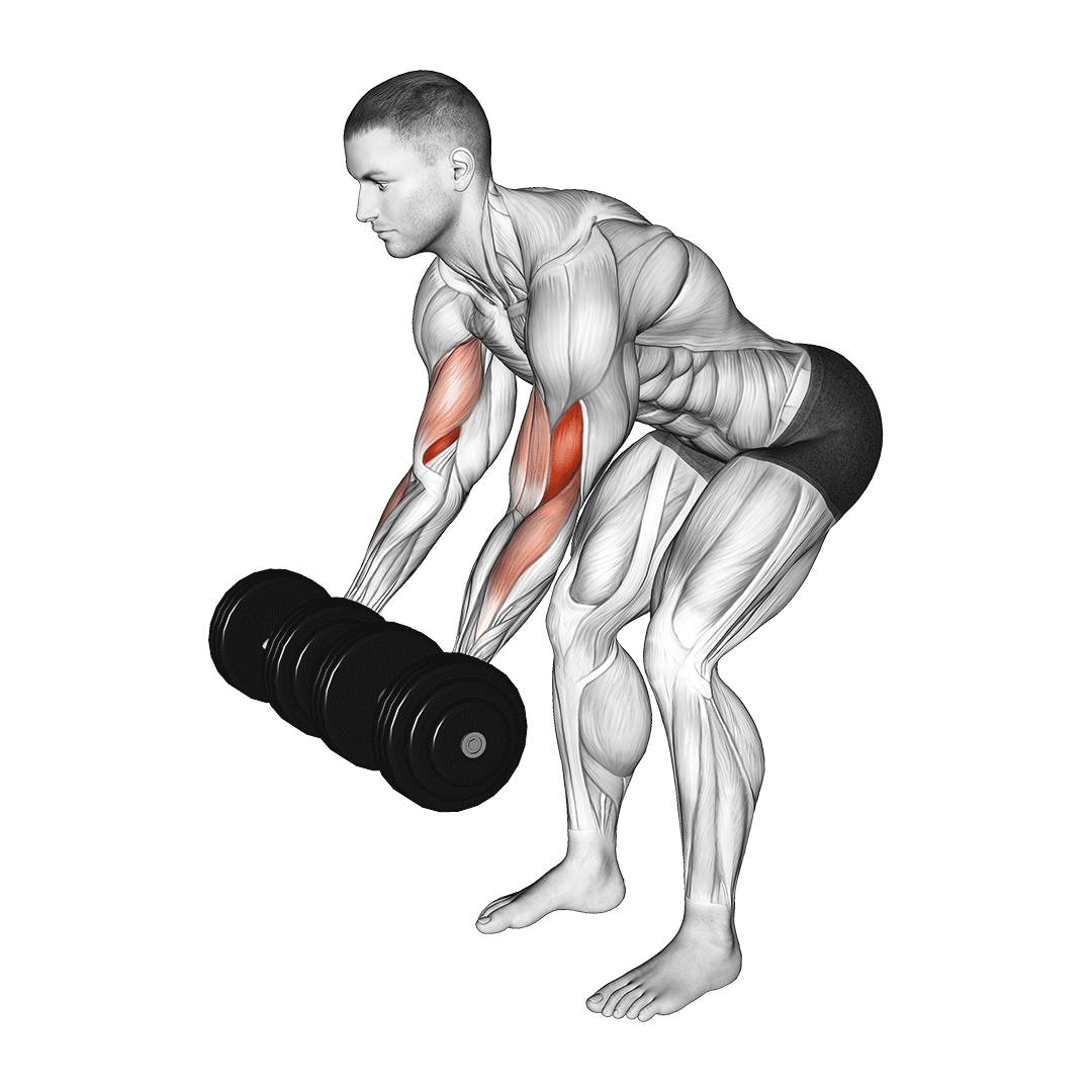 جلوبازو خم با دمبل (Dumbbell Bent Over Curl) — حرکت جلوبازو (آموزش تصویری)