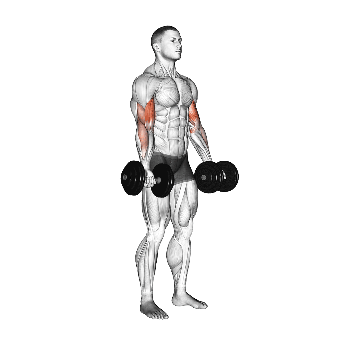 جلوبازو دمبل (Dumbbell Bicep Curl) — حرکت جلوبازو (آموزش تصویری)