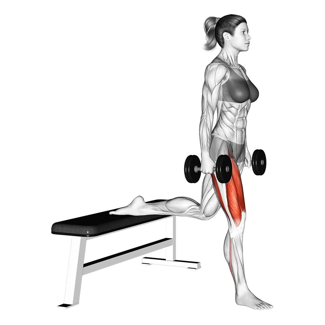 اسکوات بلغاری با دمبل (Dumbbell Bulgarian Split Squats) — حرکت چهارسر (آموزش تصویری)