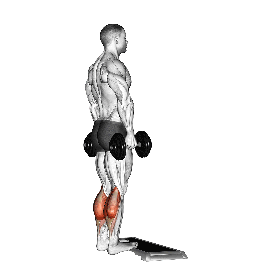 ساق پا دمبل (Dumbbell Calf Raise) — حرکت ساق (آموزش تصویری)