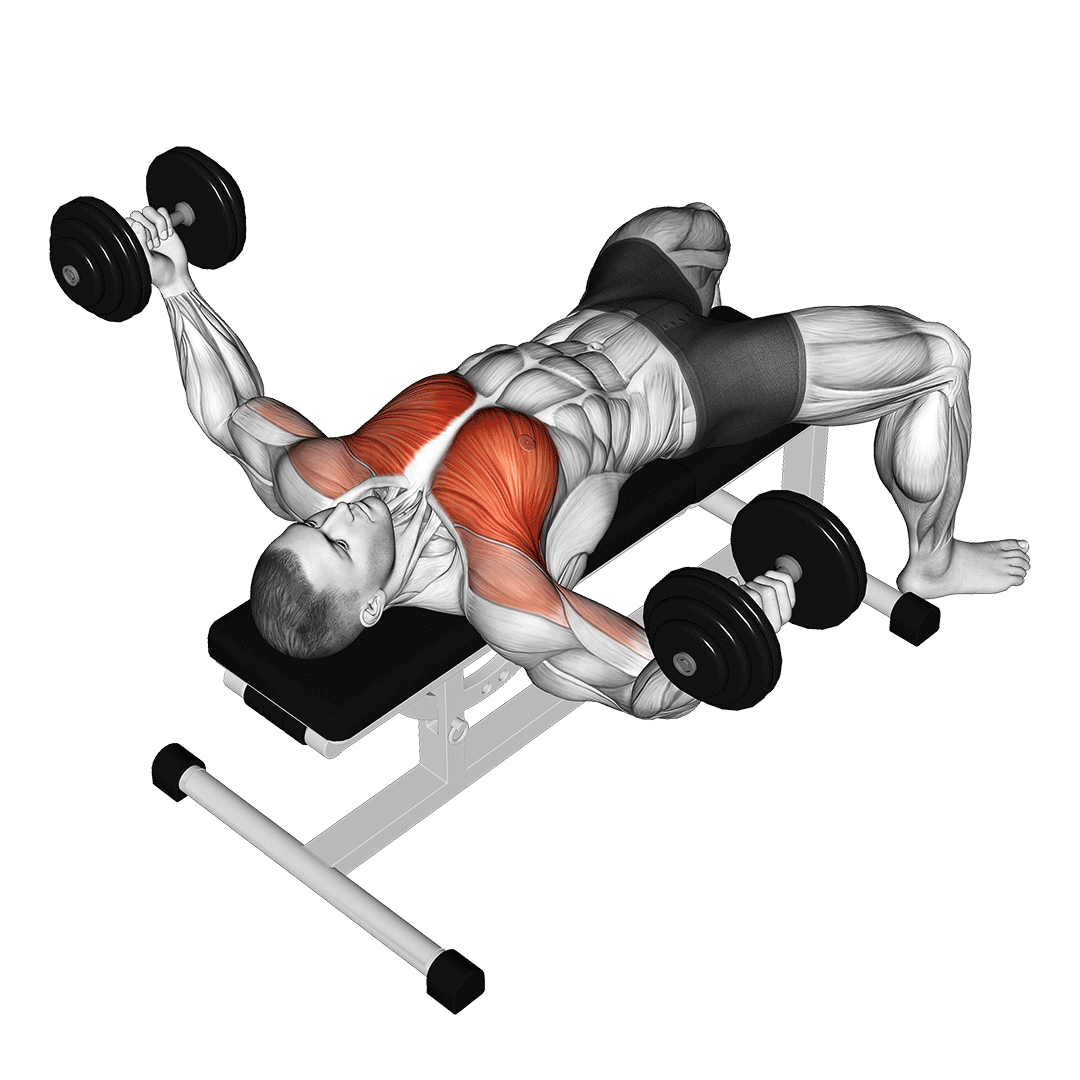 قفسه سینه دمبل (Dumbbell Chest Fly Muscles) — حرکت سینه (آموزش تصویری)