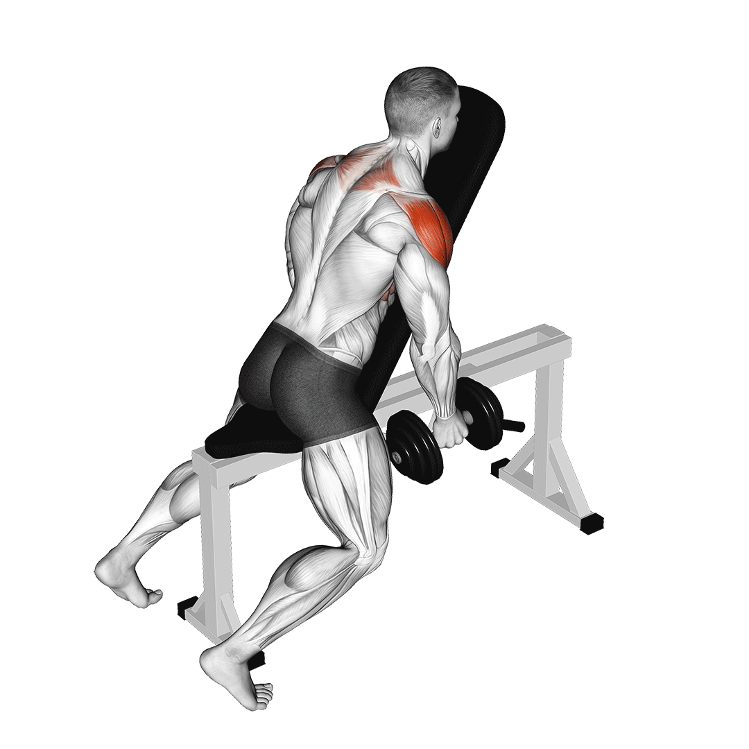 نشر جانب روی میز شیبدار (Dumbbell Chest Supported Lateral Raise) — حرکت سرشانه (آموزش تصویری)