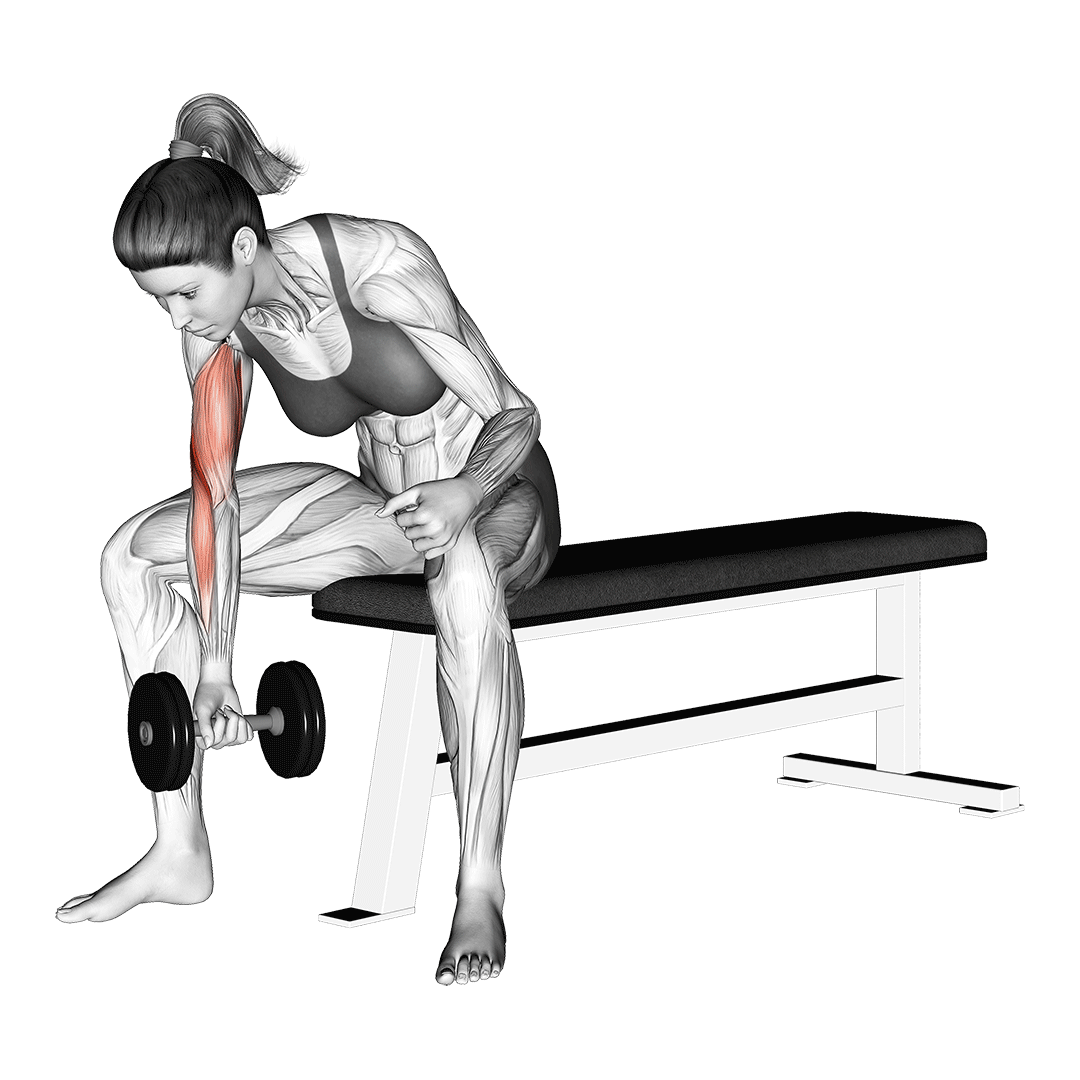 جلوبازو تمرکزی دمبل (Dumbbell Concentration Curl) — حرکت جلوبازو (آموزش تصویری)