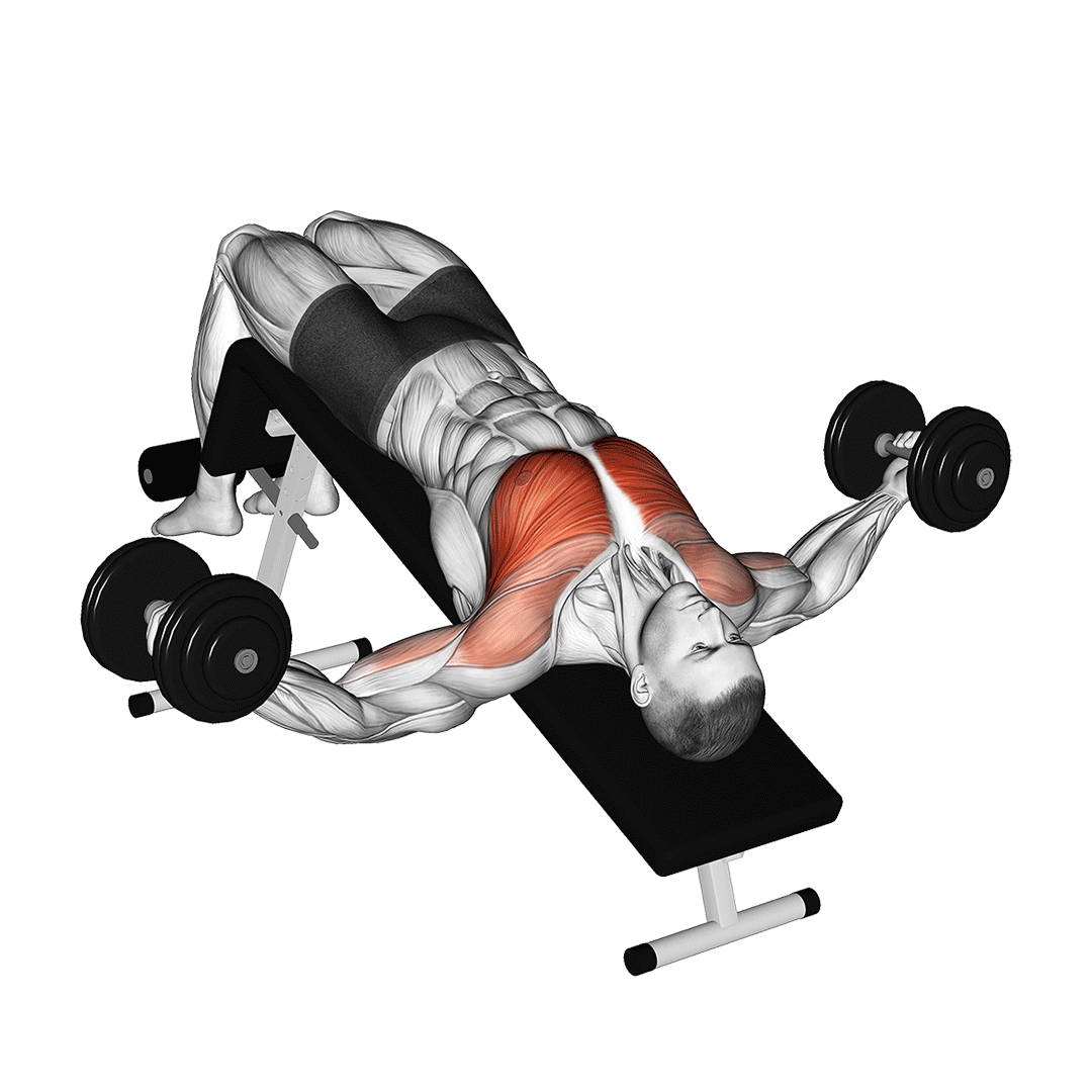 قفسه سینه دمبل شیب منفی (Dumbbell Decline Chest Fly) — حرکت سینه (آموزش تصویری)