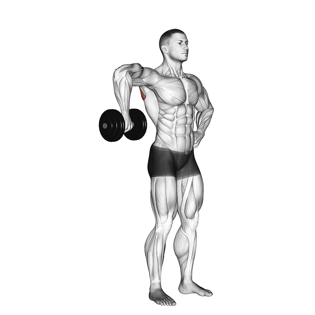 چرخش خارجی سرشانه (Dumbbell External Rotation) — حرکت سرشانه (آموزش تصویری)