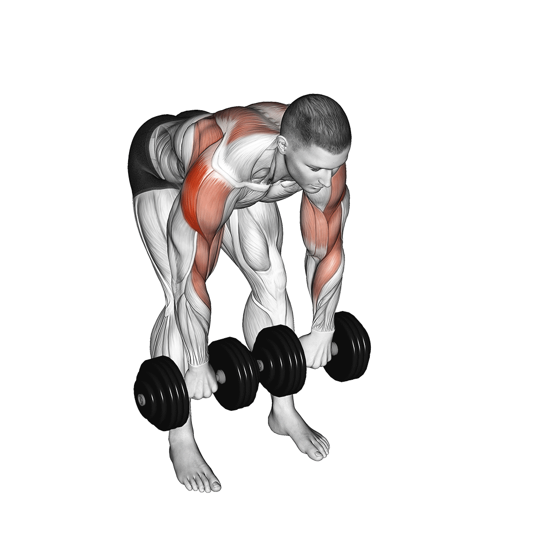 فیس پول دمبل (Dumbbell Face Pull) — حرکت سرشانه (آموزش تصویری)