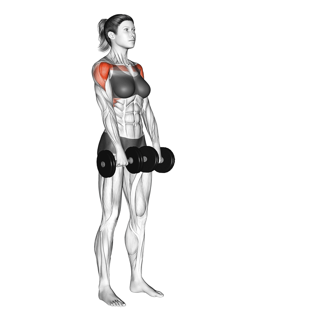 نشر جلو دمبل (Dumbbell Front Raise) — حرکت سرشانه (آموزش تصویری)