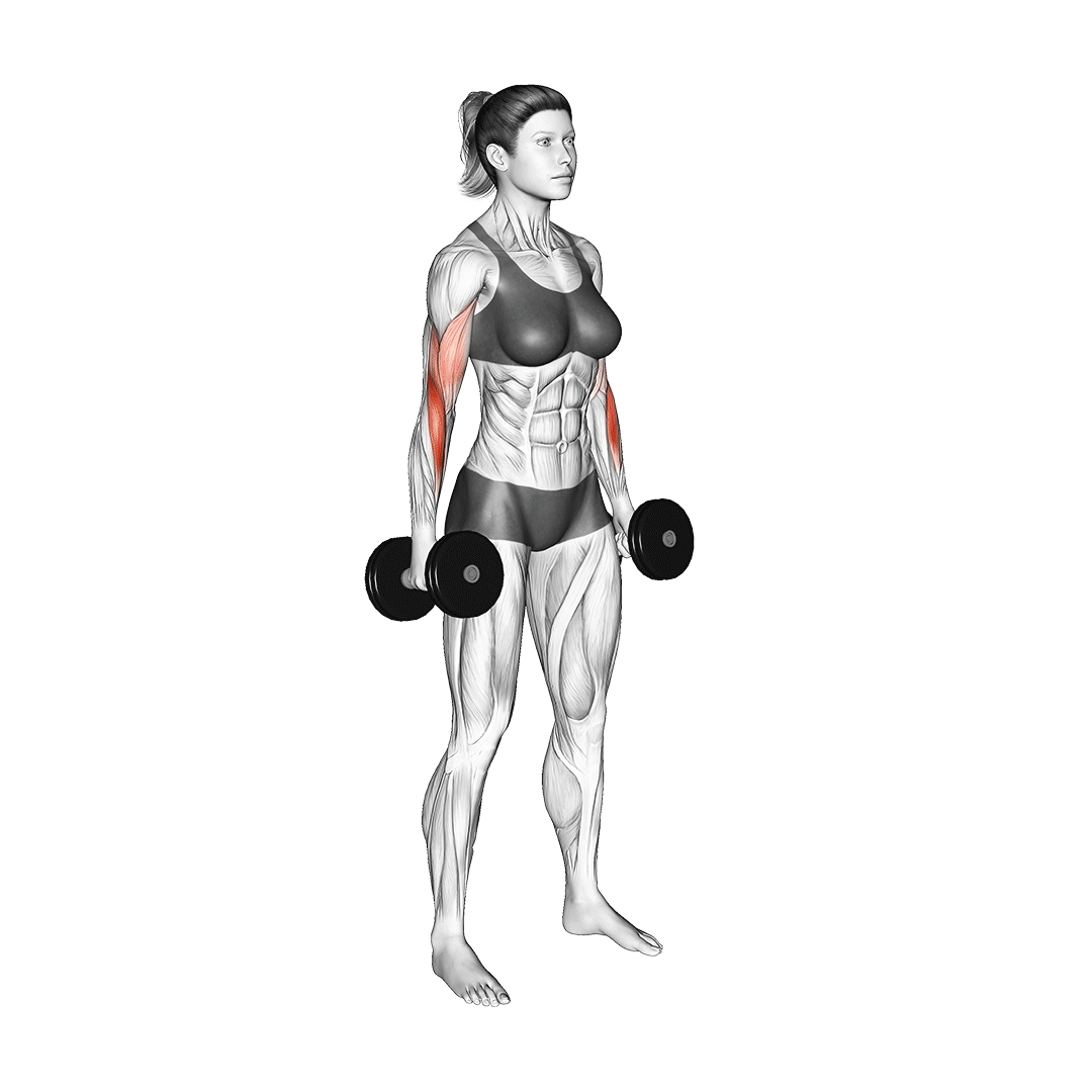 جلوبازو چکشی (Dumbbell Hammer Curl) — حرکت جلوبازو (آموزش تصویری)