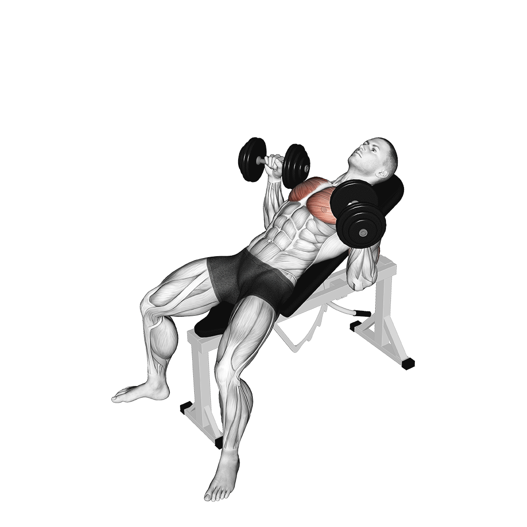 پرس بالا سینه دمبل (Dumbbell Incline Chest Press) — حرکت سینه (آموزش تصویری)
